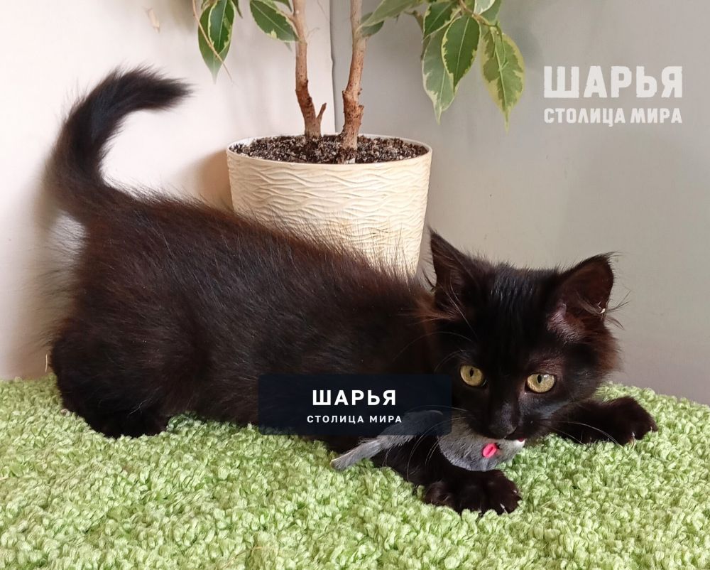 Чудесный котёнок Митяй ищет дом! — Шарья — фото 5