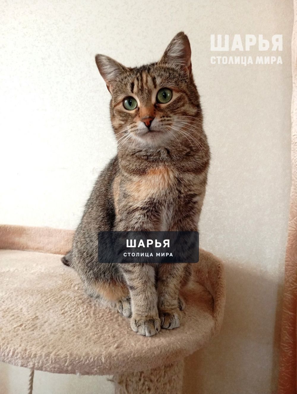 Это Зося. Самая скромная и спокойная кошечка! — Шарья — фото 2