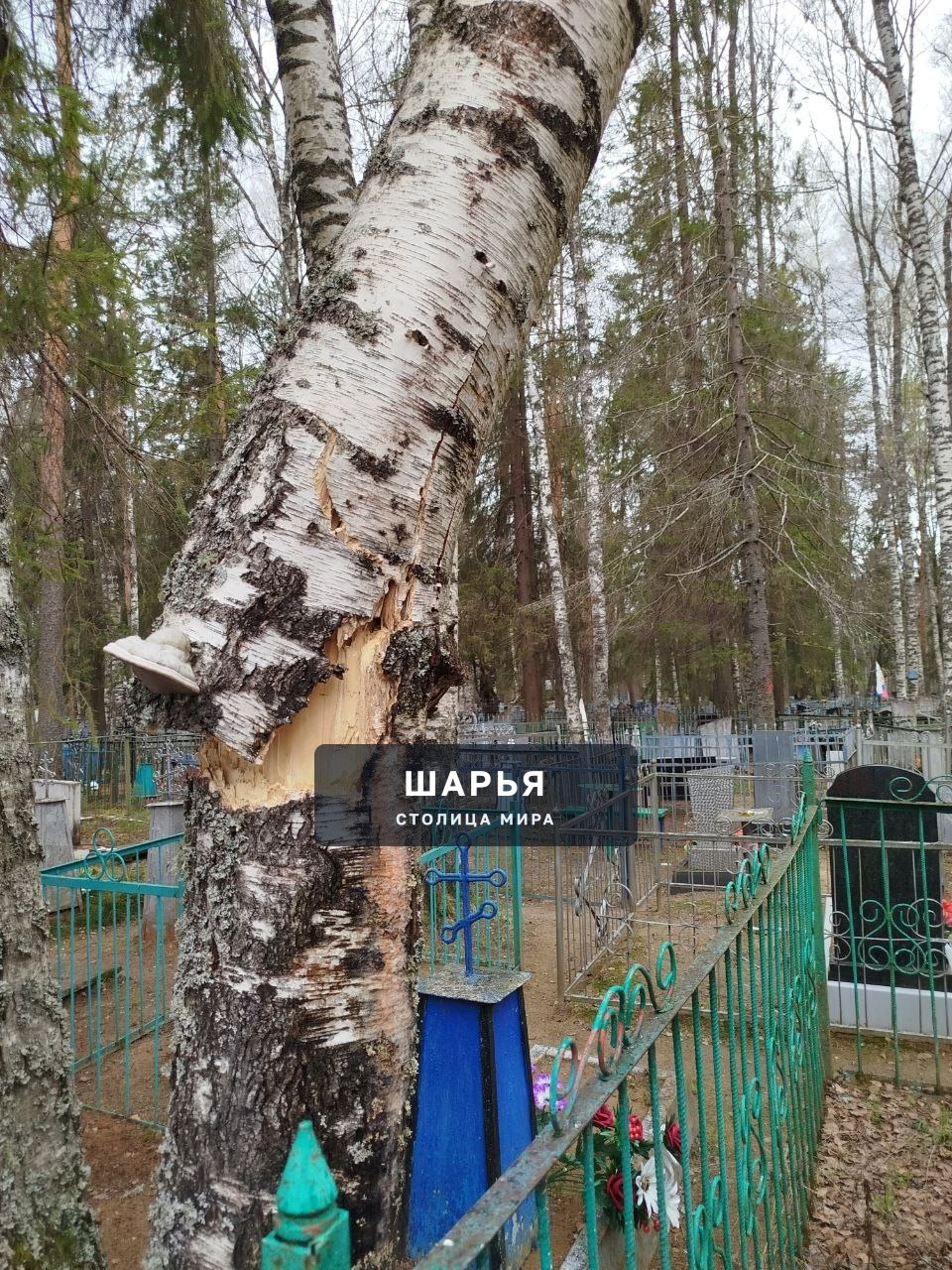 Сегодня был на кладбище Козлово где увидел надломленное дерево, висящее кроной на другом… — Шарья — фото 2