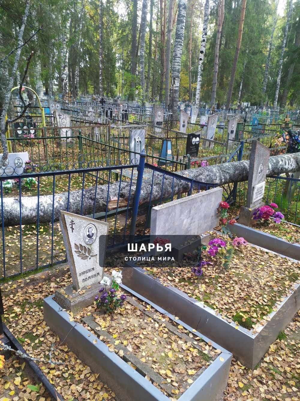 Добрый день жители города Шарья — фото 9