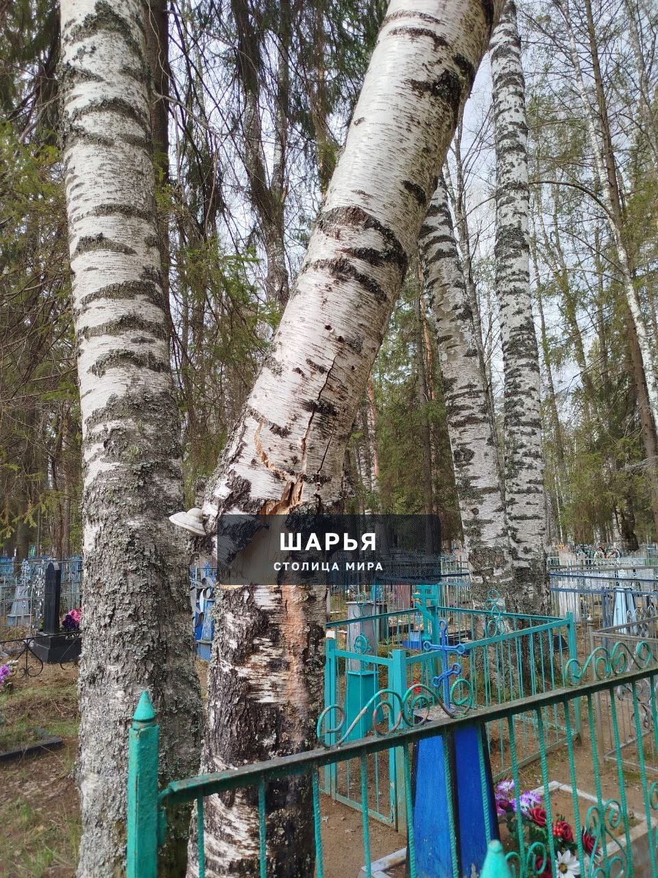 Сегодня был на кладбище Козлово где увидел надломленное дерево, висящее кроной на другом… — Шарья — фото 4