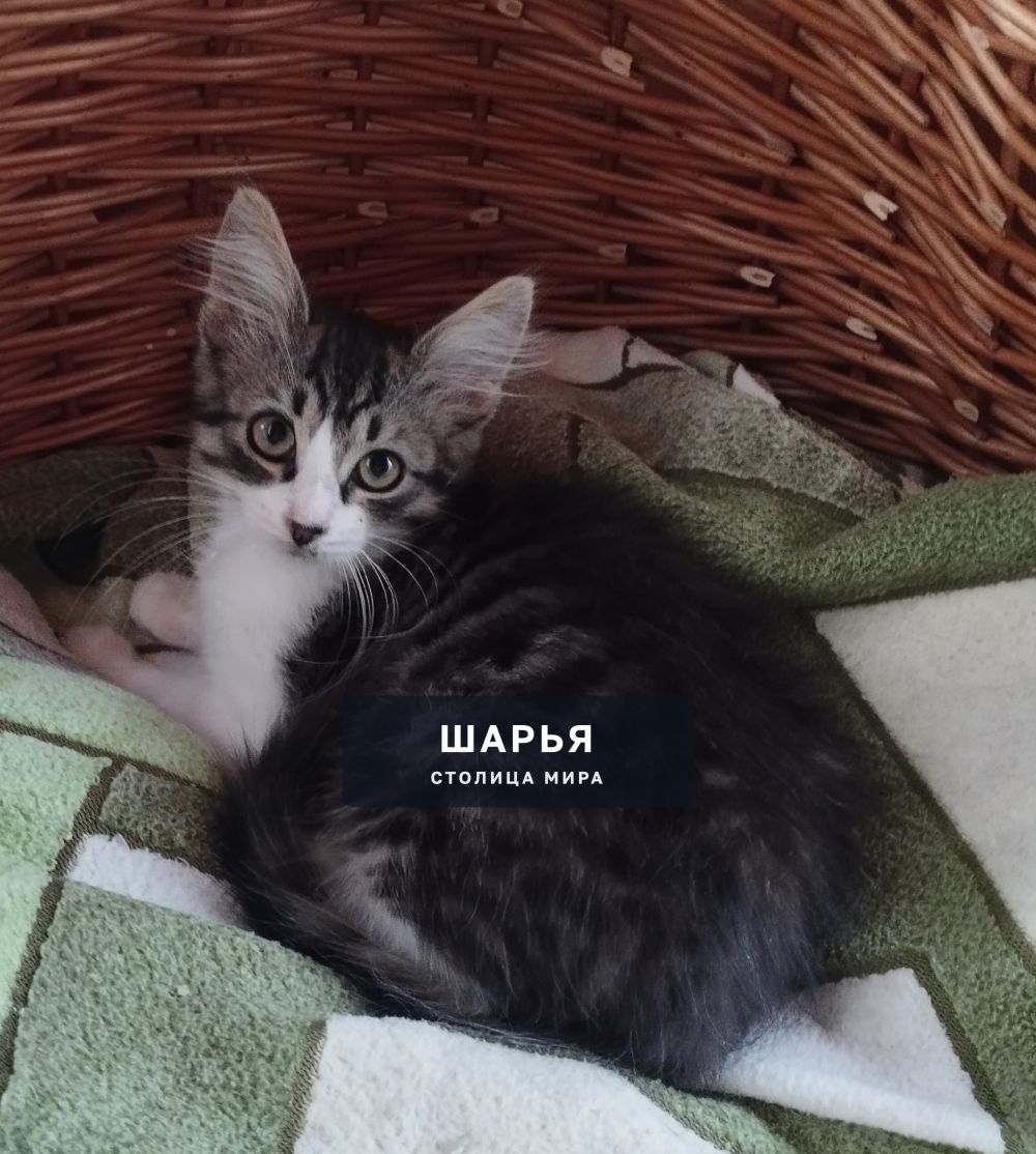 Срочно!! Ищем дом кошечке Сенечке — Шарья