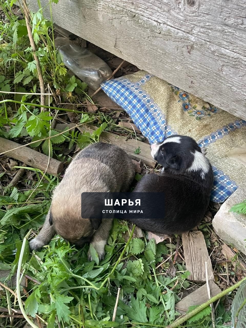 В садах люди обнаружили вот такую находкуБыли ооочень голодные — Шарья — фото 2