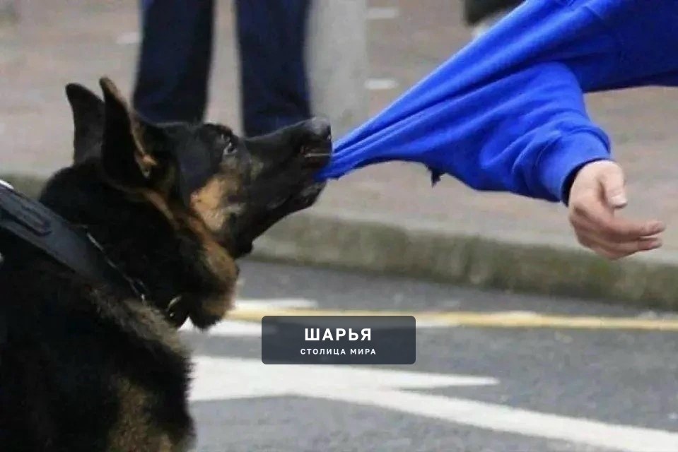 Прокуратура Шарьи помогла пострадавшим от укуса собаки взыскать штраф с городских властей — Шарья