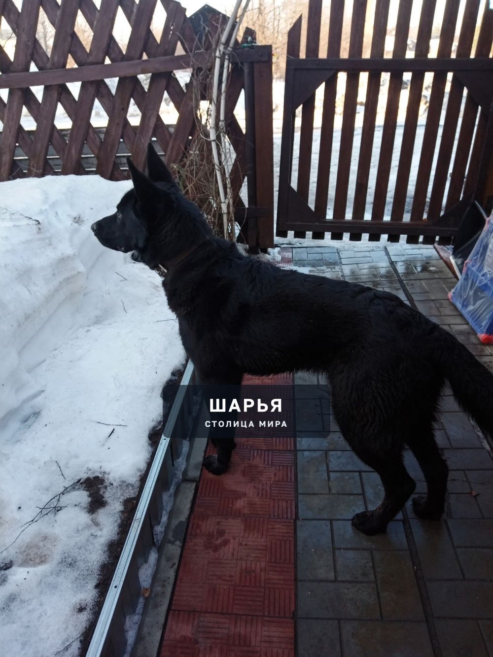 Чей потеряшка, находиться на ул Парашютная 42 хозяева отзовитесь — Шарья
