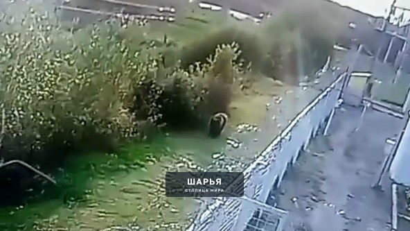 Любопытный медведь забрёл к людям в Шарьинском районе — Шарья