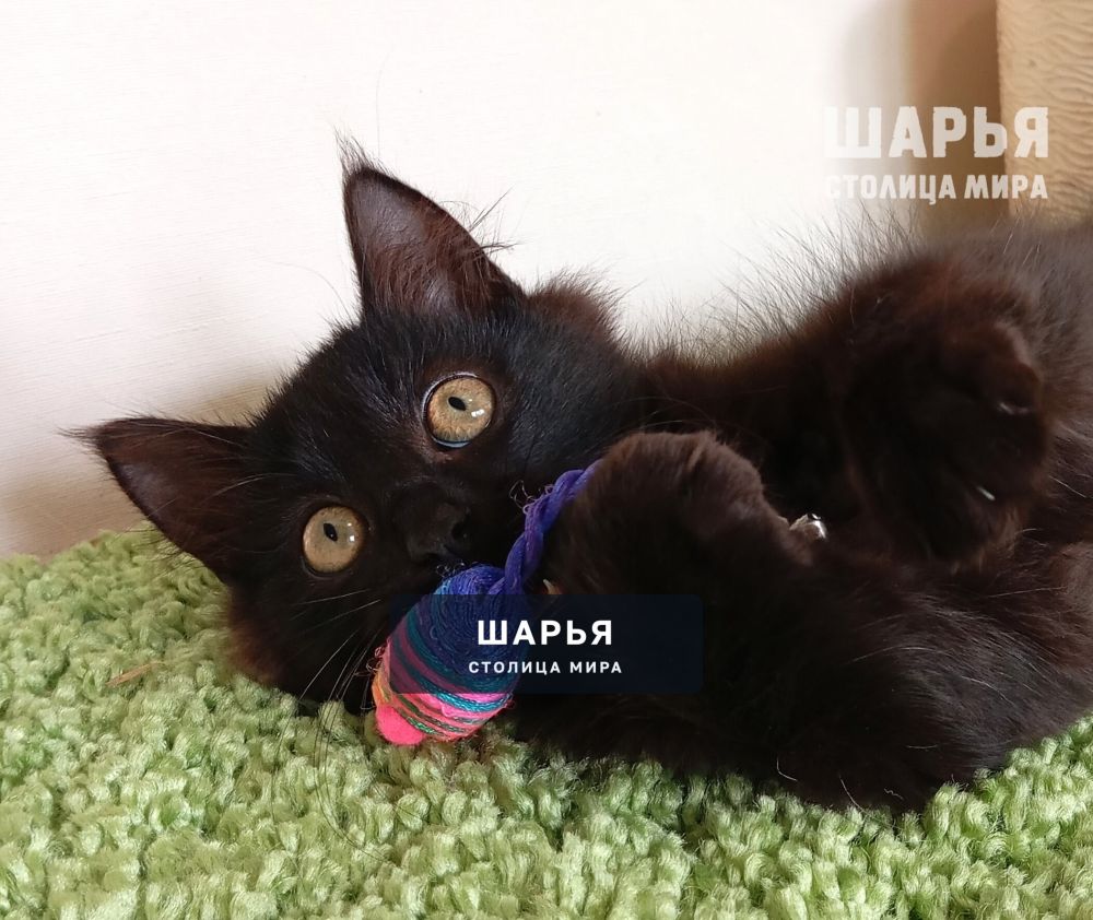 Самый шустрый котёнок Митяй ищет дом! — Шарья — фото 7