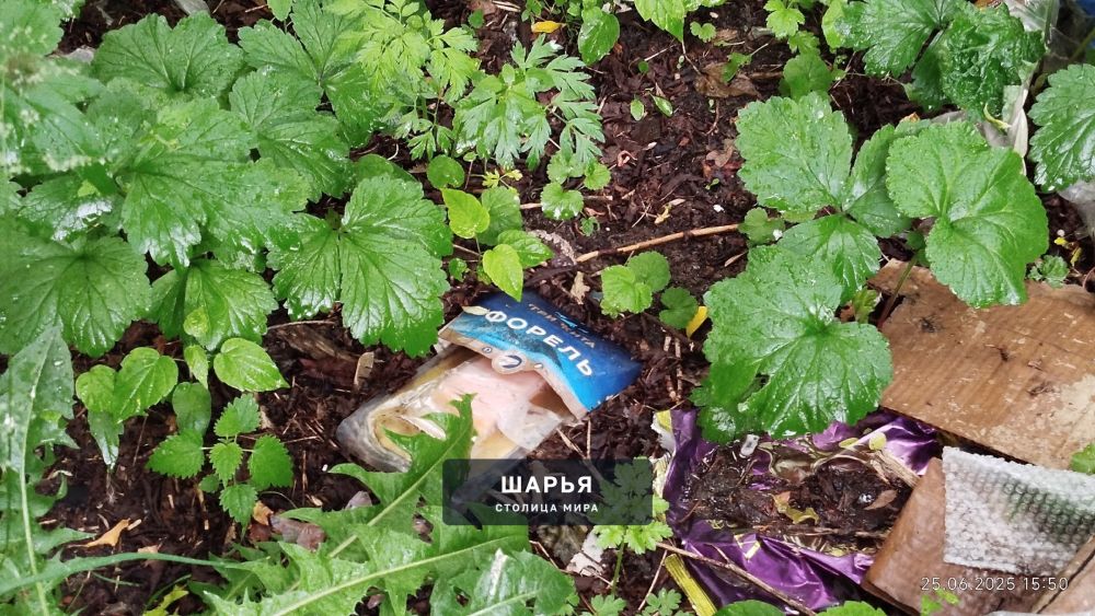 Посетил сегодня городской рынок — Шарья — фото 6