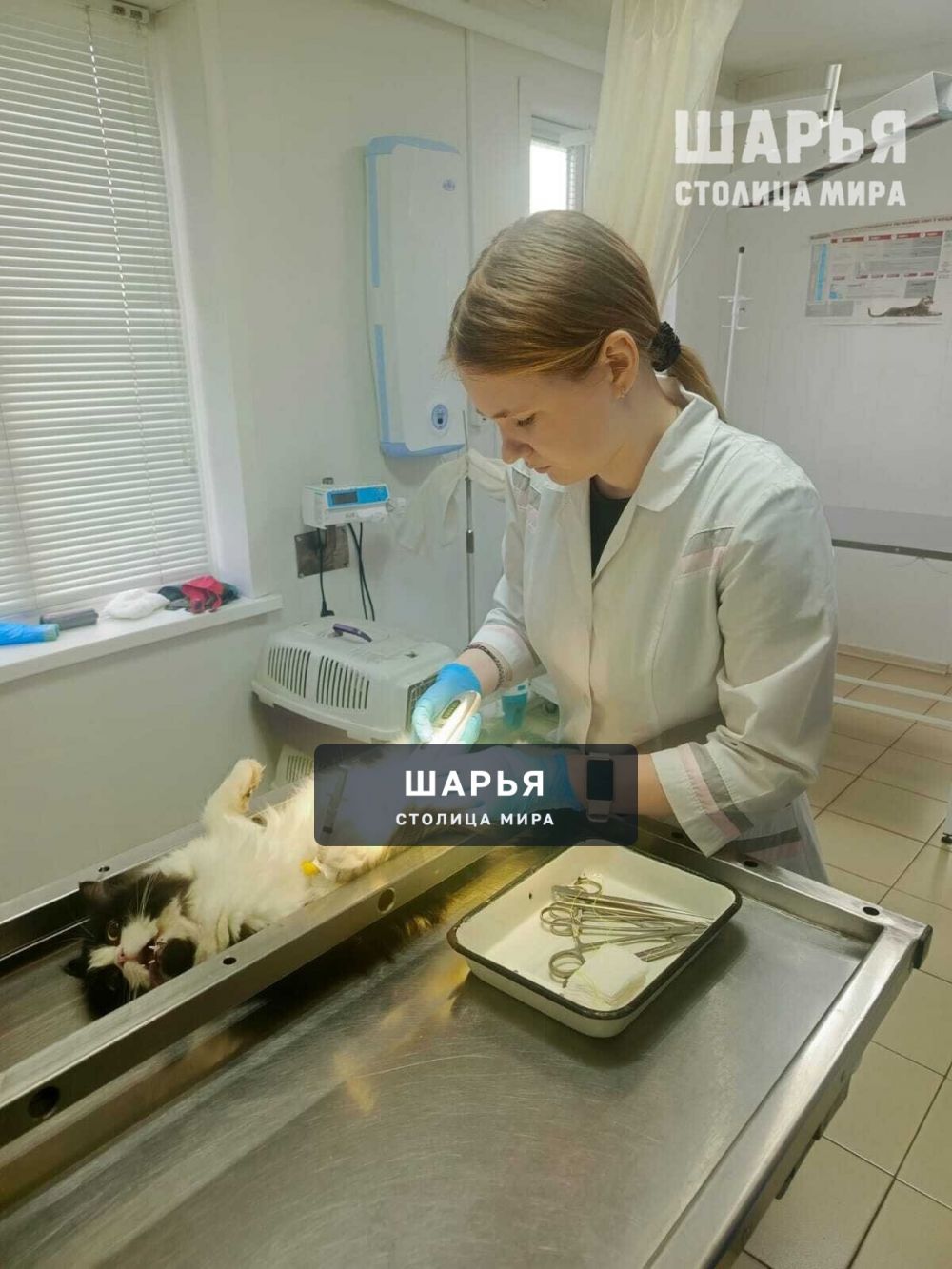 В государственную ветклинику Шарьи ждут пополнение — Шарья — фото 2