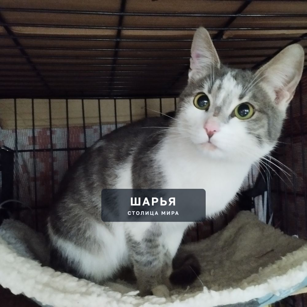 Котик Зайка — Шарья — фото 7