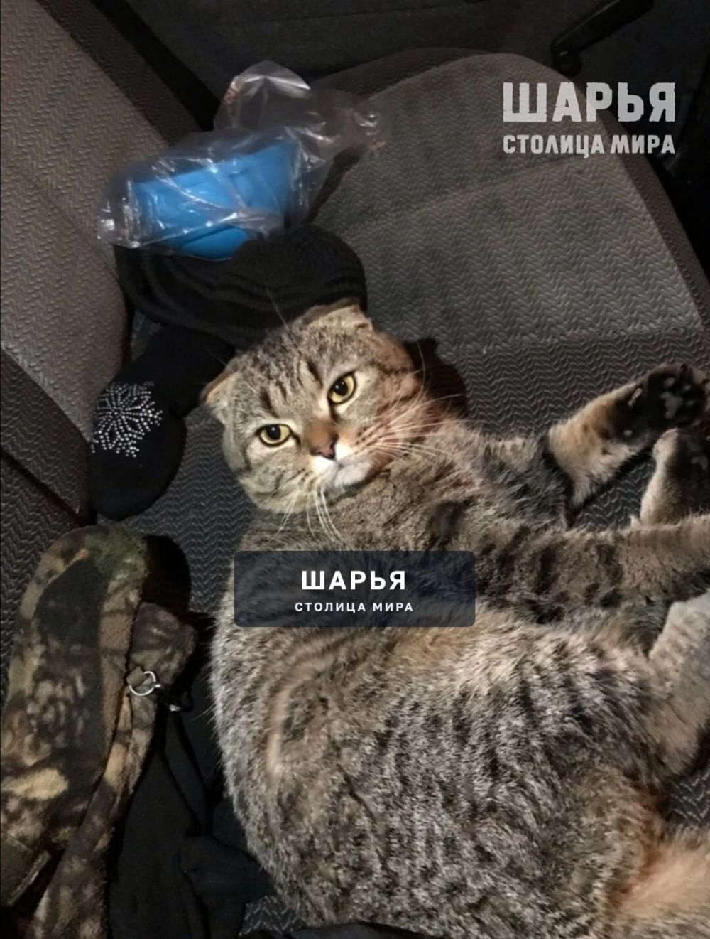 Помогите найти! Пропал кот! — Шарья
