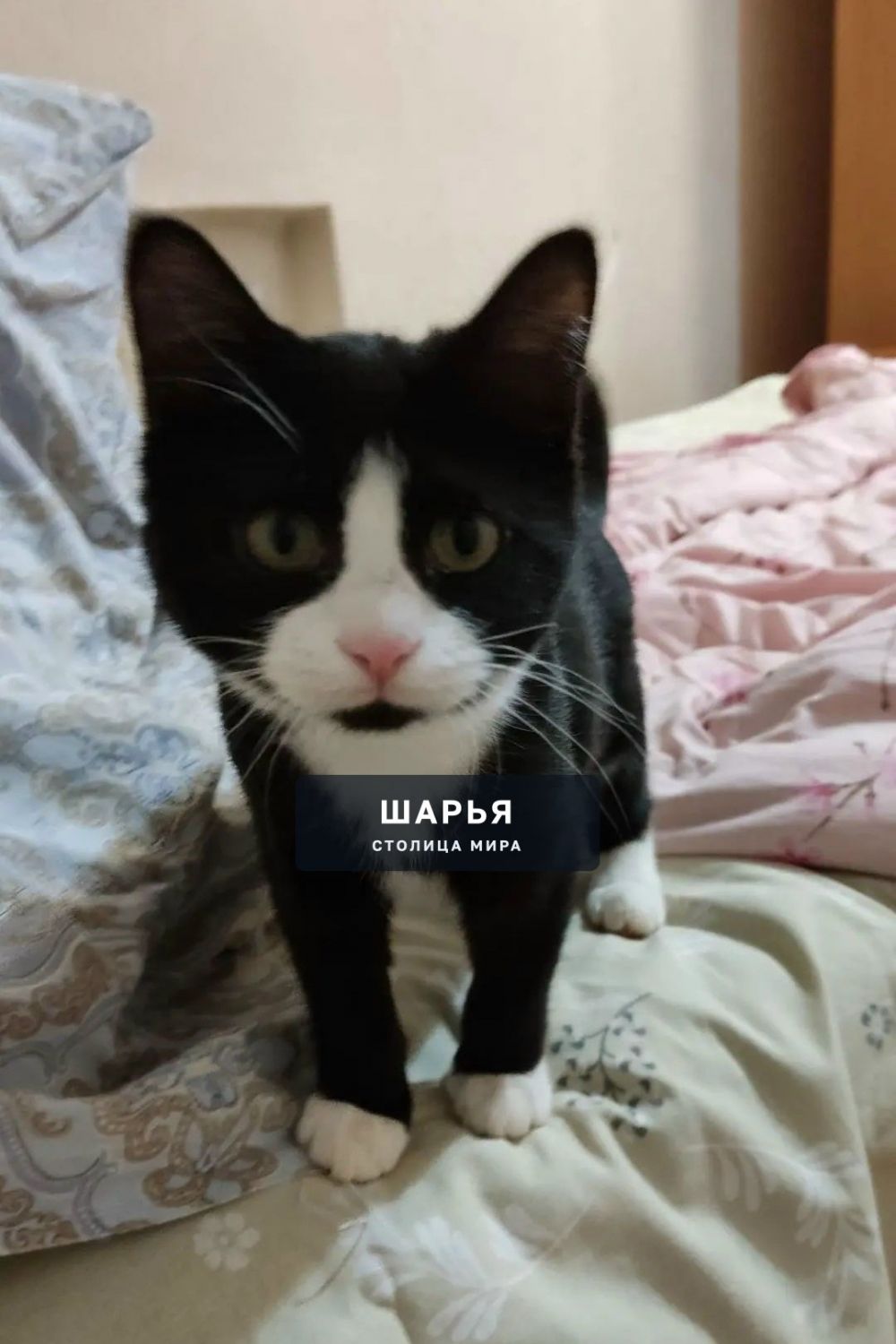 Добрый вечер, пропала кошка, девочка. на вид 1 год, кличка Мурка, черная, белая грудка… — Шарья