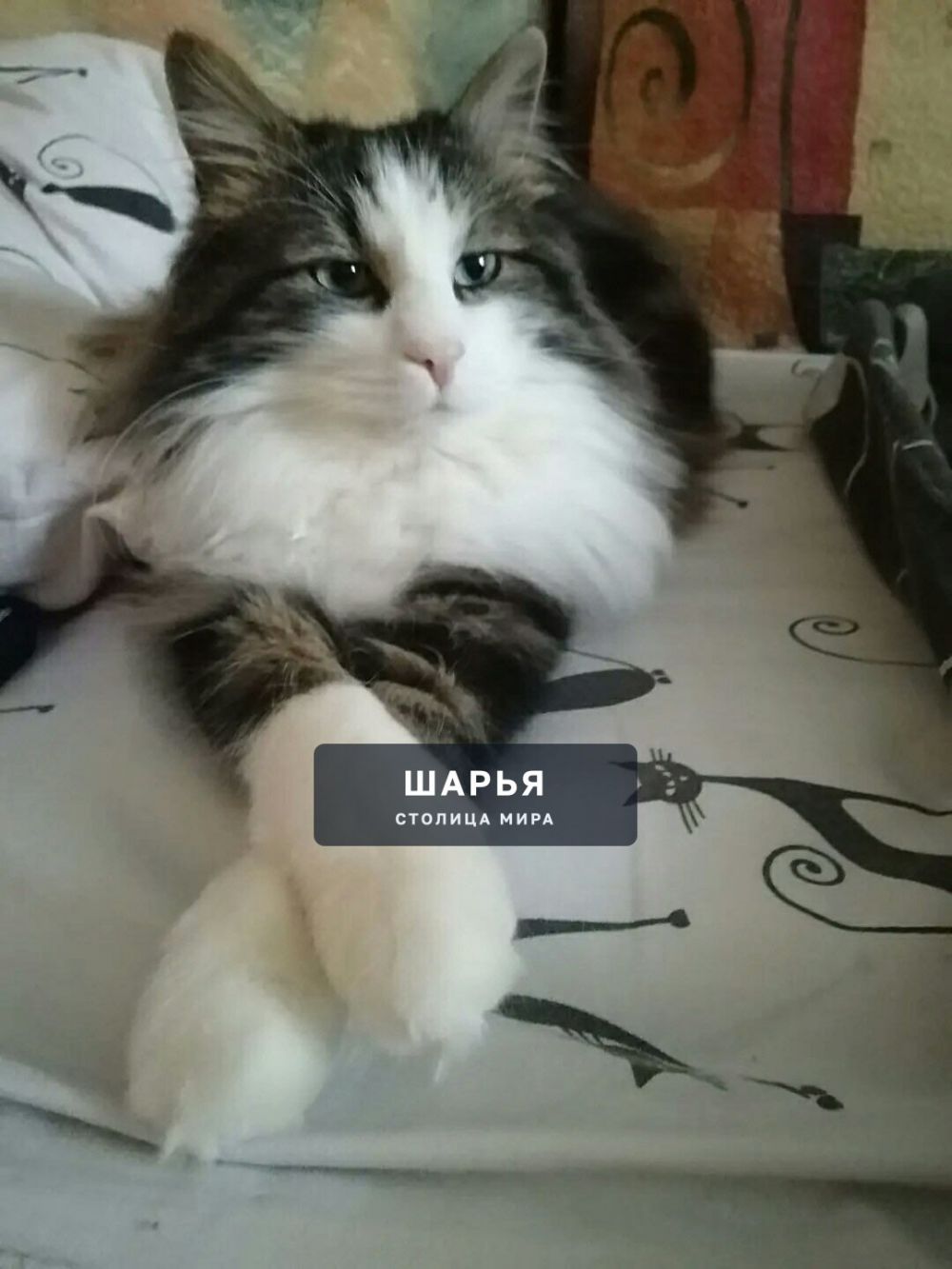 Мир глазами Ричарда — Шарья