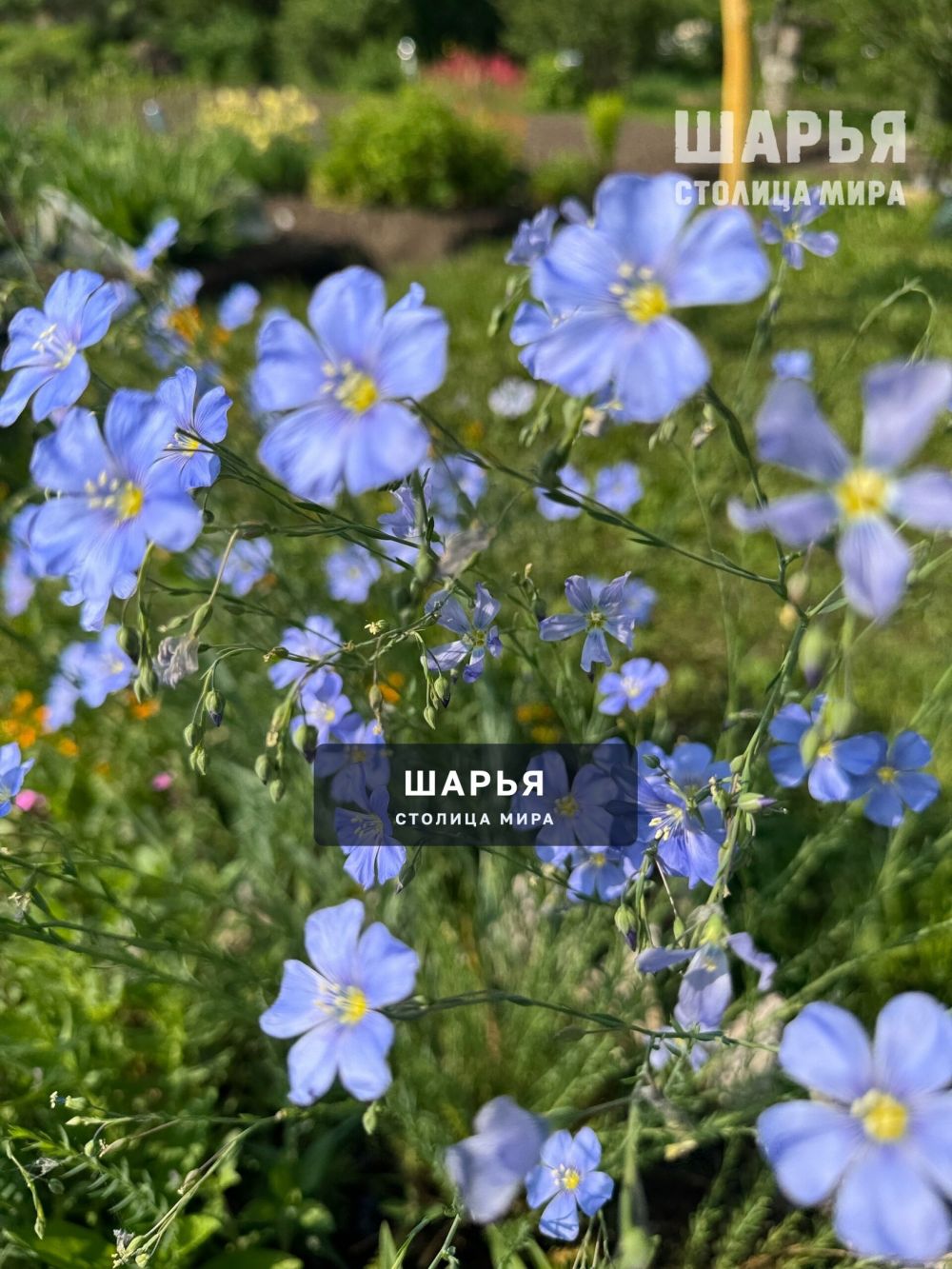 Цветы лета в ленту — Шарья