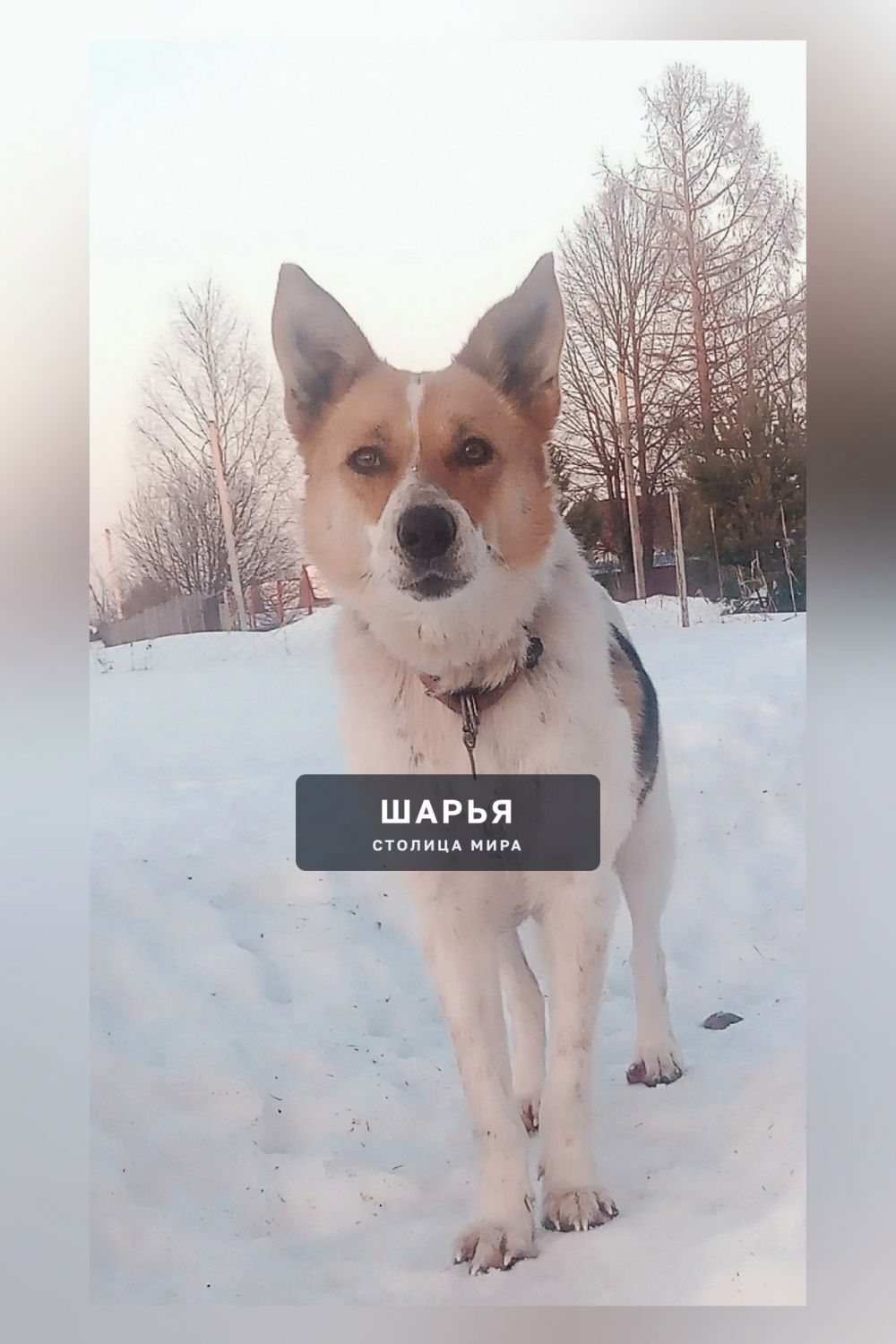 Ищем дом Жульке! — Шарья