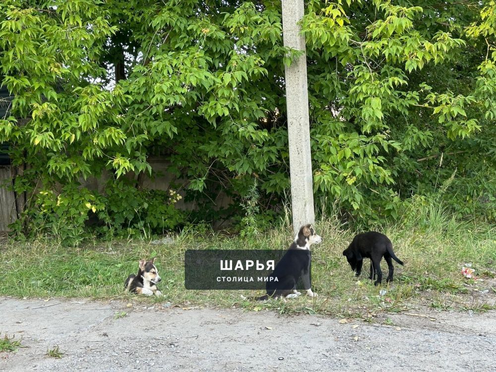 Друзья, давайте поможем найти малышам дом может быть кто-то хочет забрать себе — Шарья