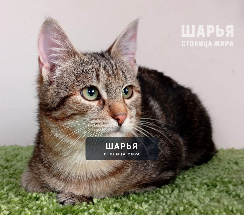Молодой котик Тимошка в поиске надежного хозяина! — Шарья — фото 2