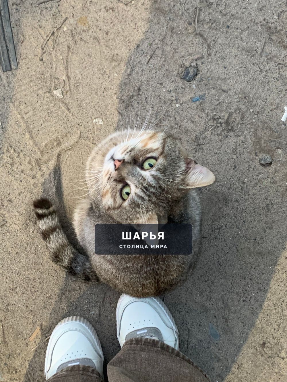 Найден кот по адресу: Адмирала Виноградова 3 (Пятерочка у рынка) — Шарья