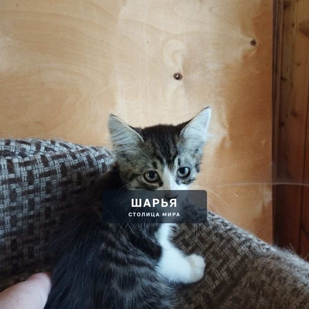 Котёнок-бездомыш ищет дом!! — Шарья — фото 2