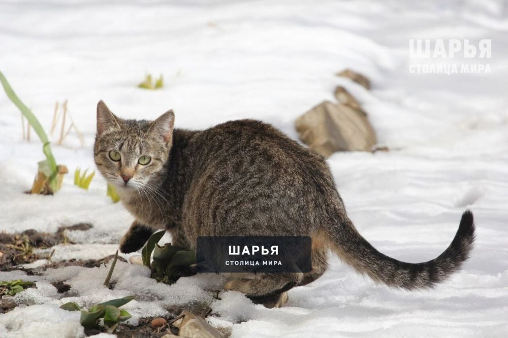 Первая оттепель в Шарью ненадолго придёт к выходным — Шарья