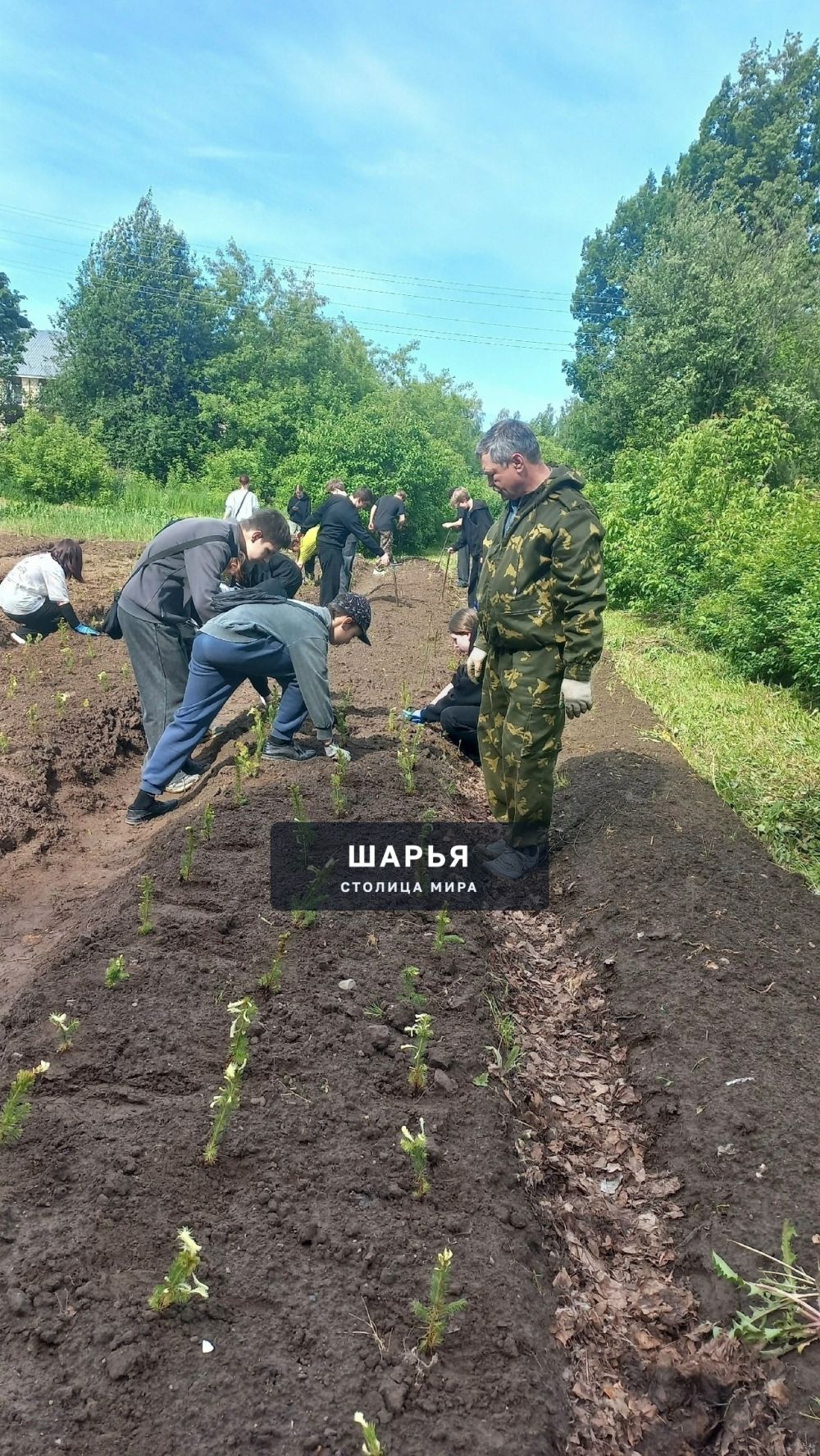Шарьинская школа начала разрабатывать лесной питомник — Шарья — фото 4