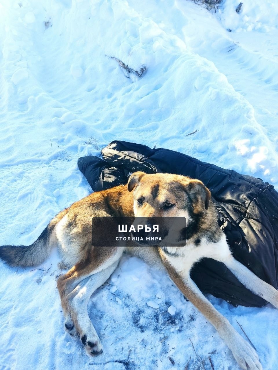 Кто собаку потерял Срочно отзовитесь — Шарья