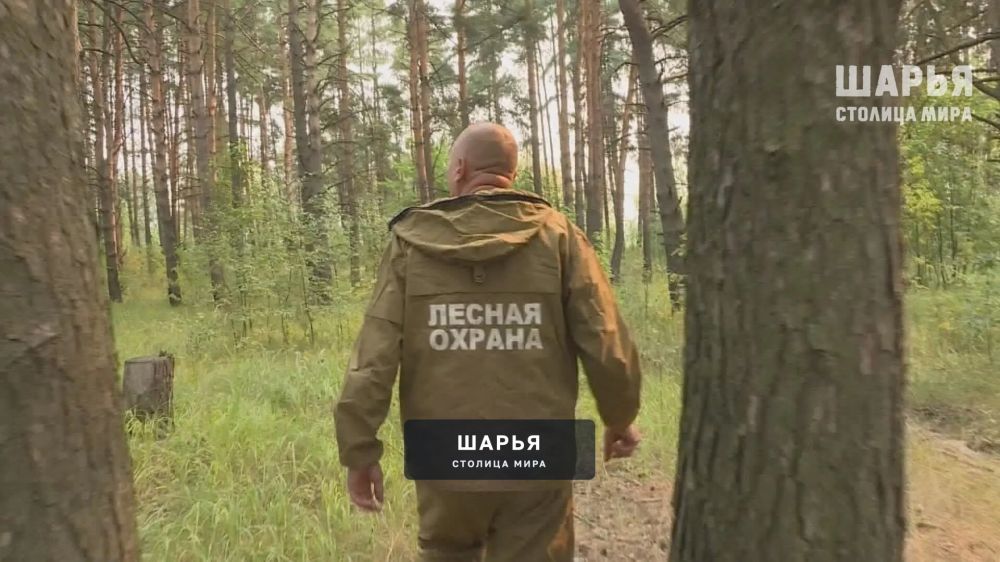 Участковым лесничим будут доплачивать за тушение лесных пожаров — Шарья