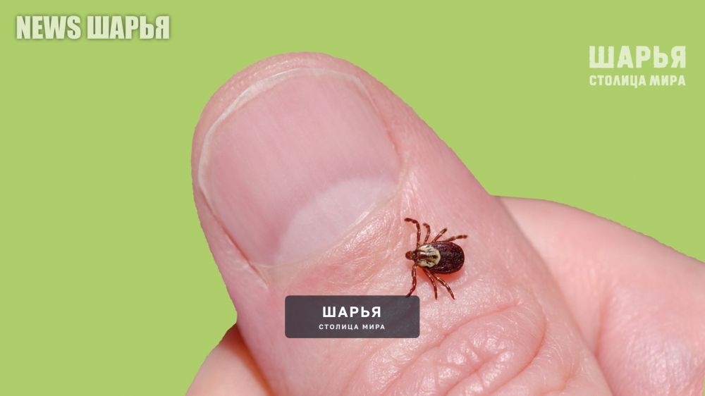 В Шарье боррелиозные клещи атакуют жителей — Шарья