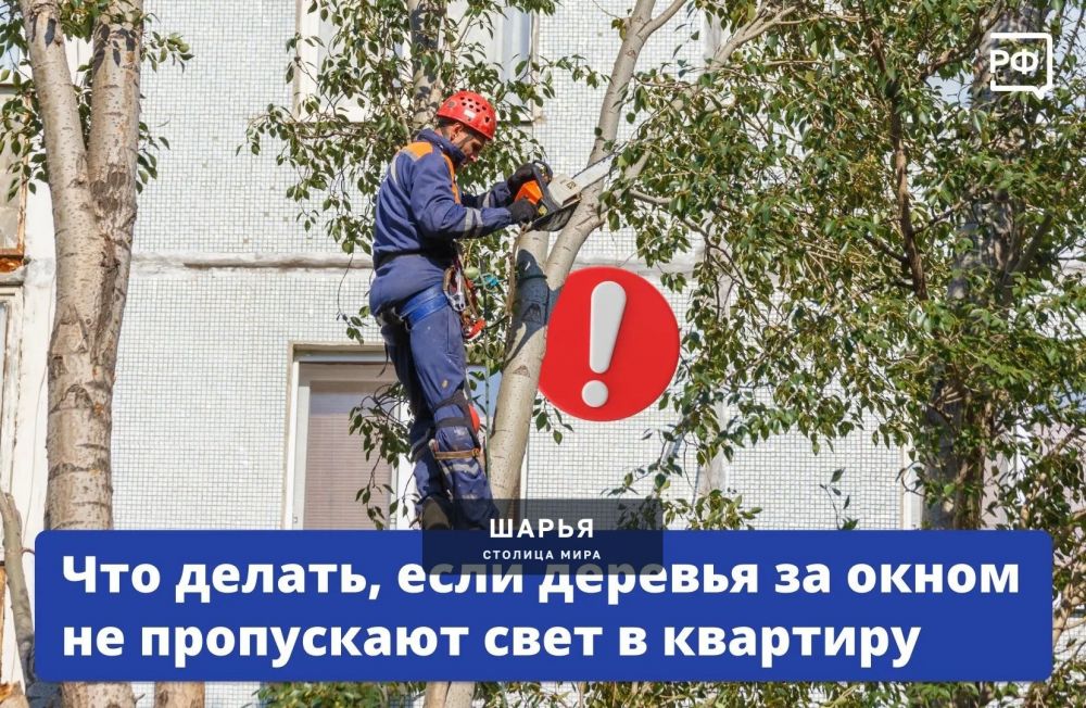 Полумрак в квартире из-за дерева - что делать, читай ниже — Шарья