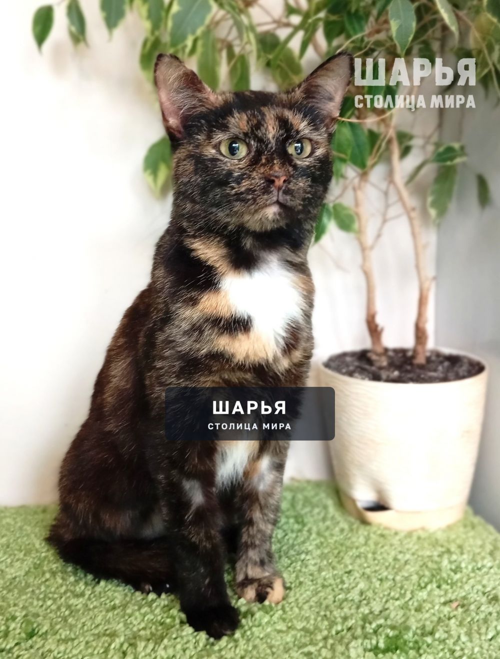Черепаховая красавица Боня ищет дом! — Шарья — фото 8