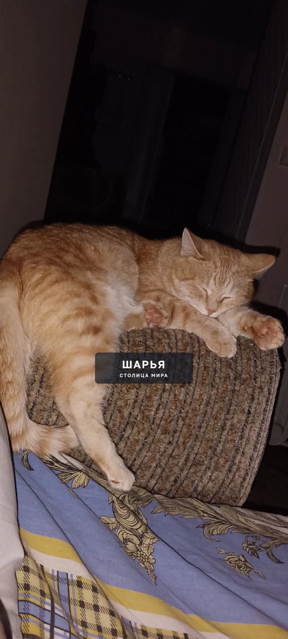 Здравствуйте, разместите пожалуйста — Шарья — фото 1
