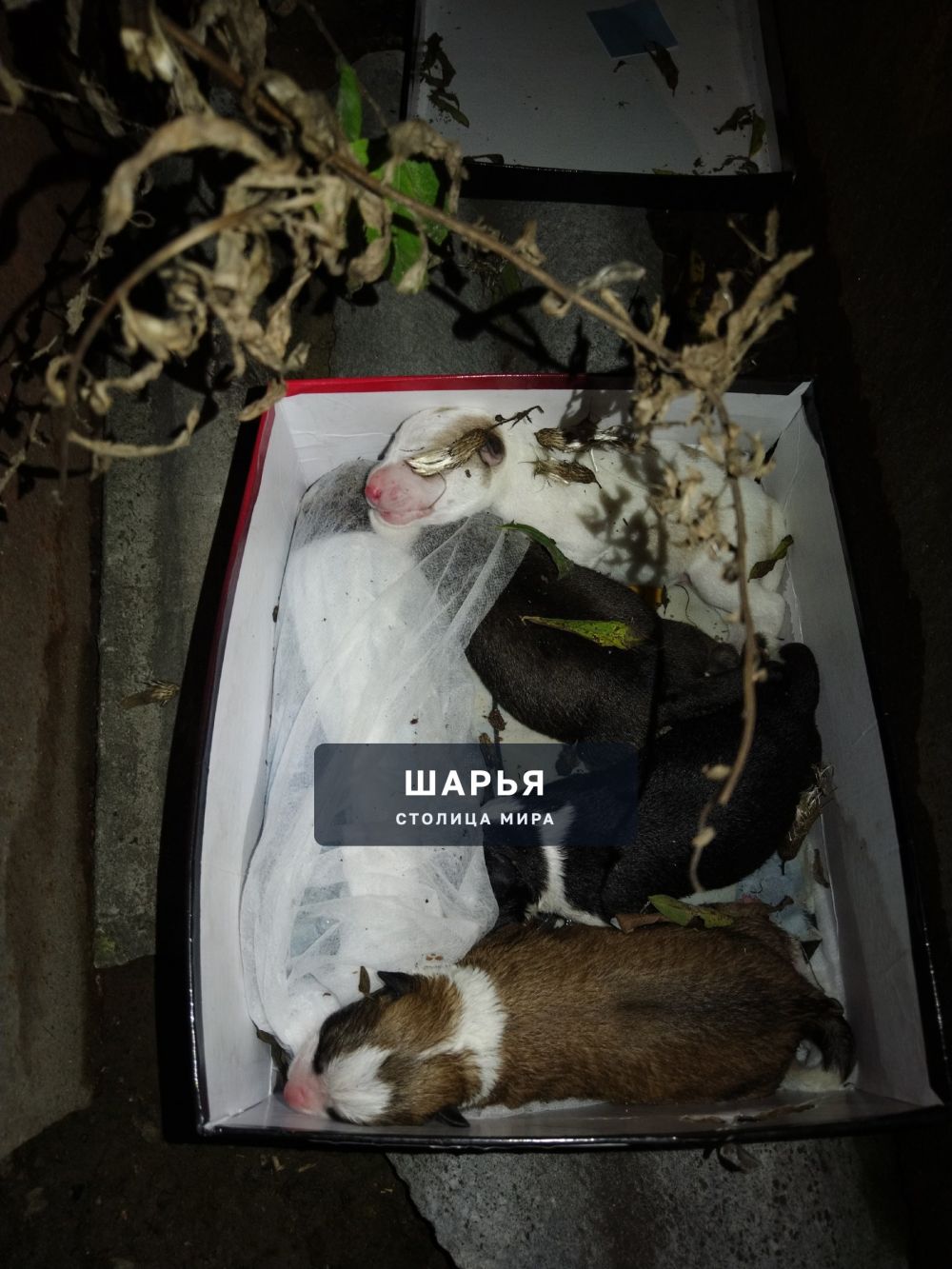 НЕ ЖАЛОСТИ, НИ СОВЕСТИ у некоторых людей! — Шарья