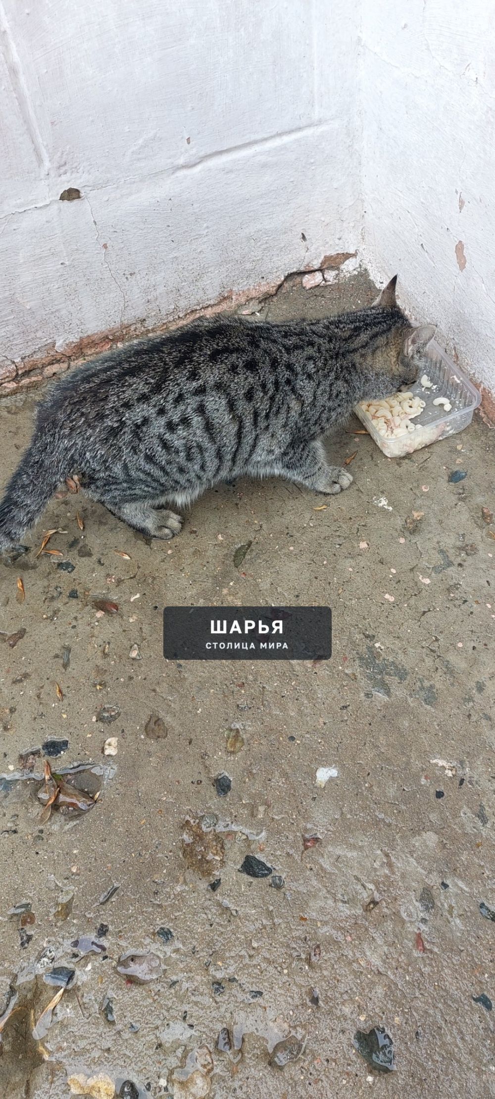 Две недели назад на одной из остановок города появилась вот такая кошечка — Шарья — фото 2