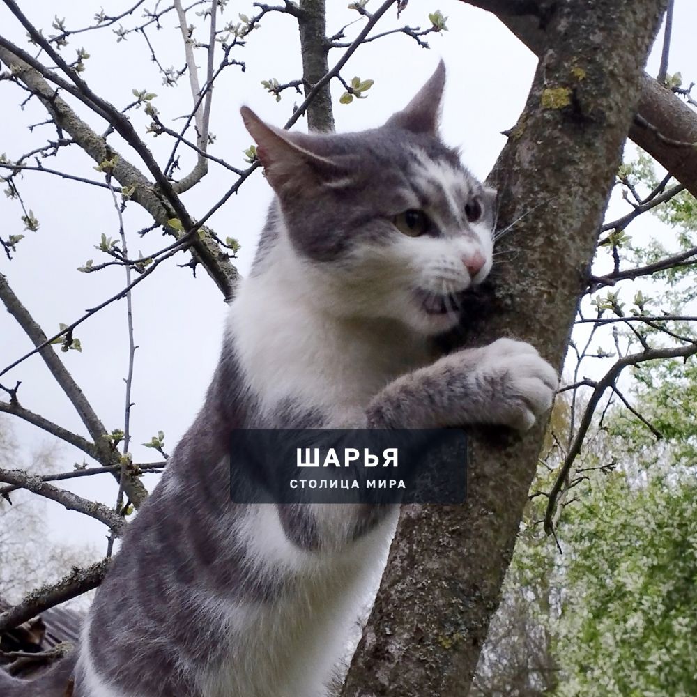 Котик Зайка — Шарья — фото 2