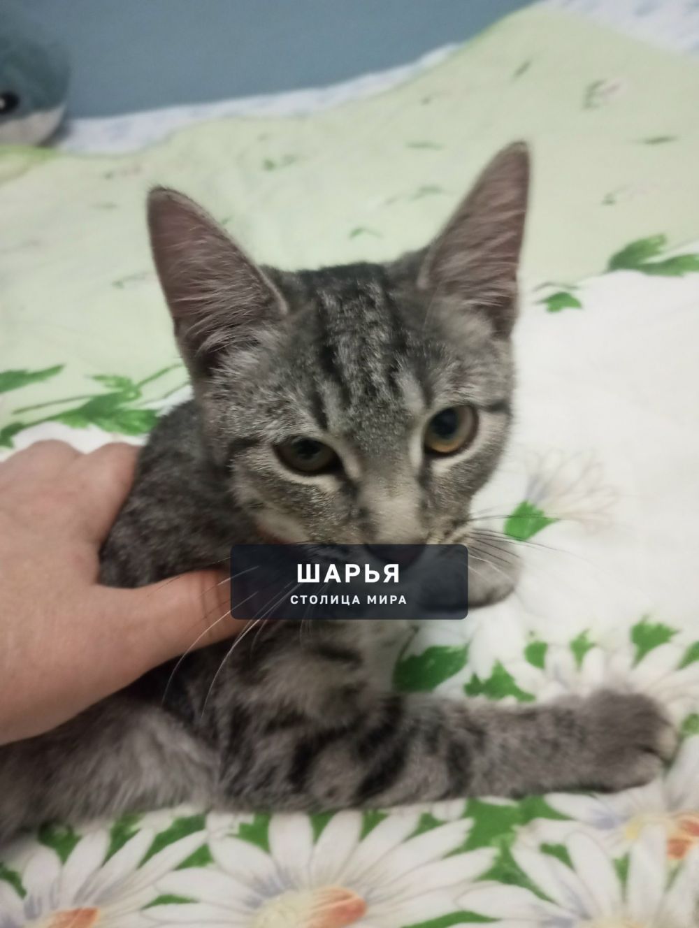 SOS! В районе остановки ДСК в Ветлужском подобрала котенка — Шарья — фото 2