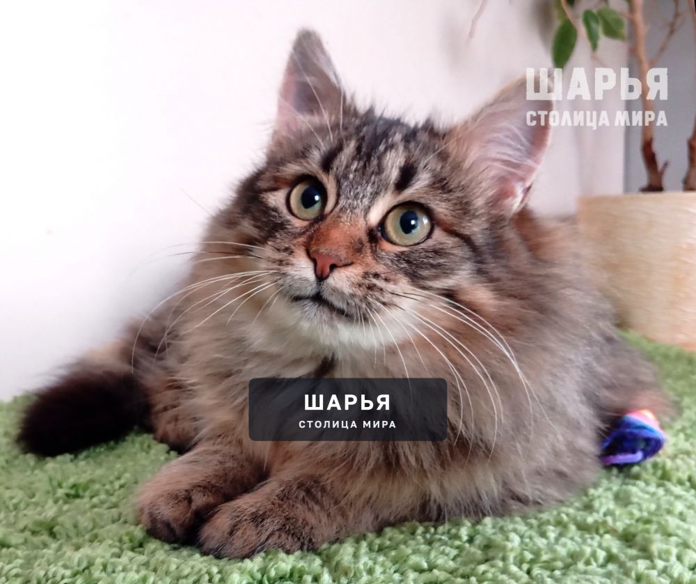 Знакомьтесь, котик Ерофей, Ерошенька, Ерошка! — Шарья — фото 8