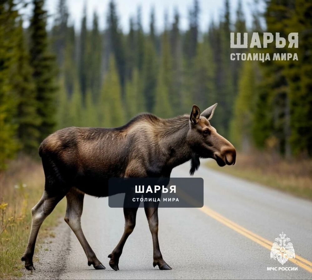 Внимание: продолжается активный сезон миграции у лосей — Шарья