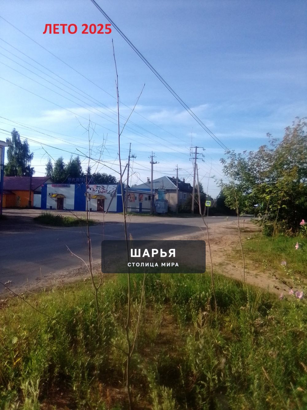 Публикация «Рябиновый сухостой в первом микрорайоне» — Шарья — фото 2