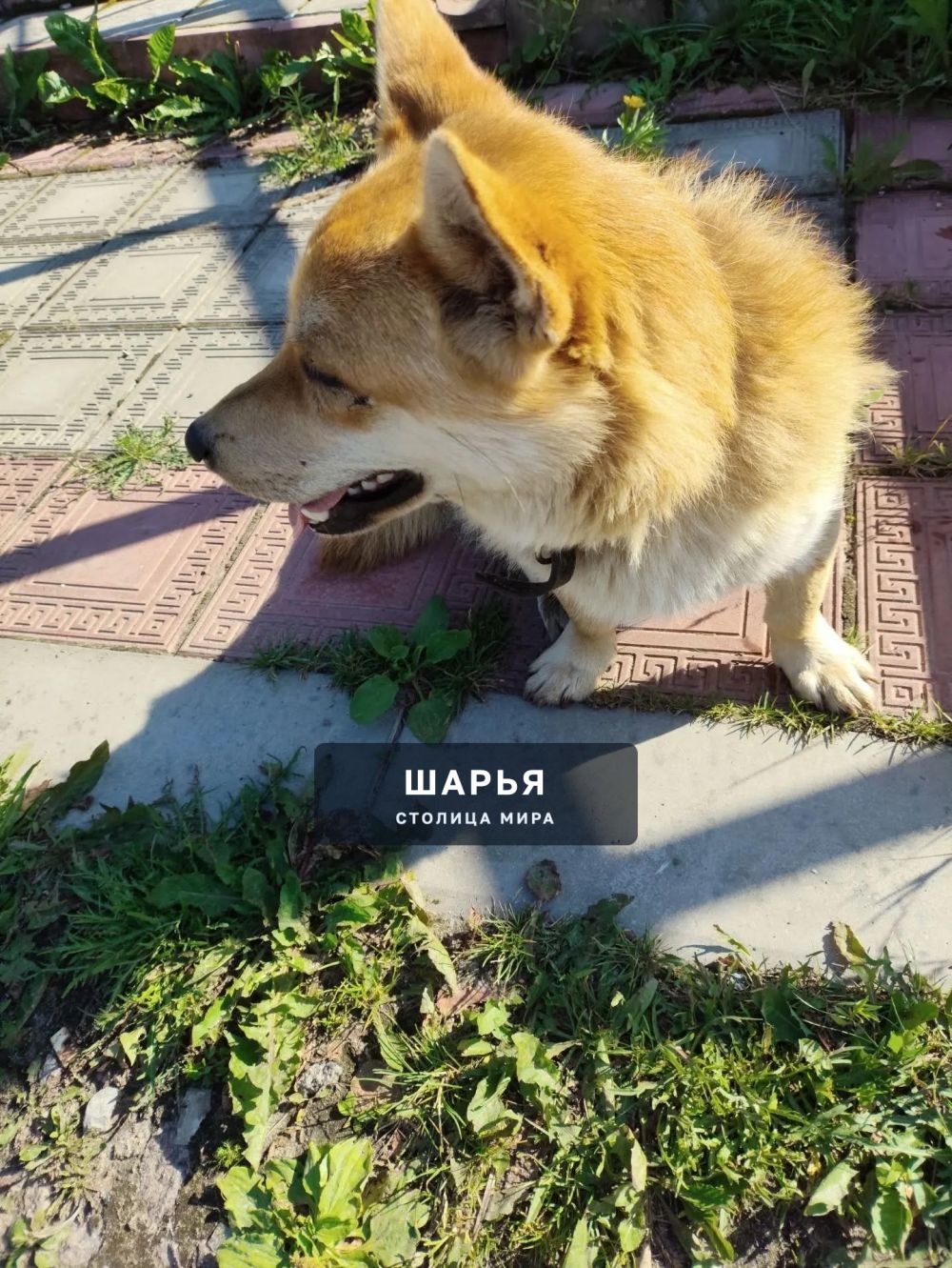 Чья собака, очень голодная, бегала по дороге у рынка? + — Шарья — фото 3