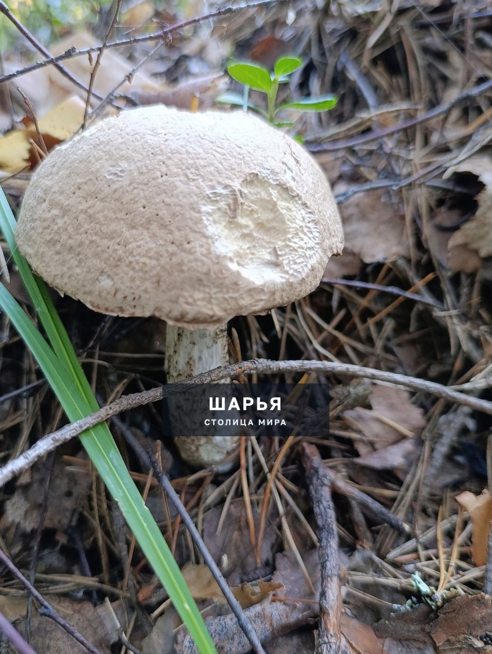 Шарьинцы масштабно вышли на "тихую" охоту — Шарья — фото 2