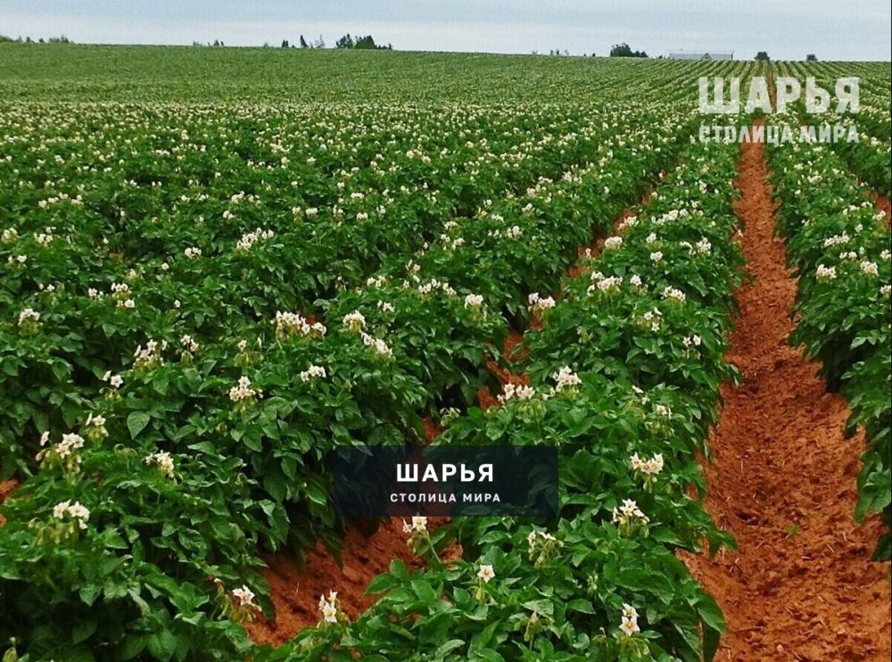 Аграрии в нашей области не собираются сокращать картофельные поля — Шарья