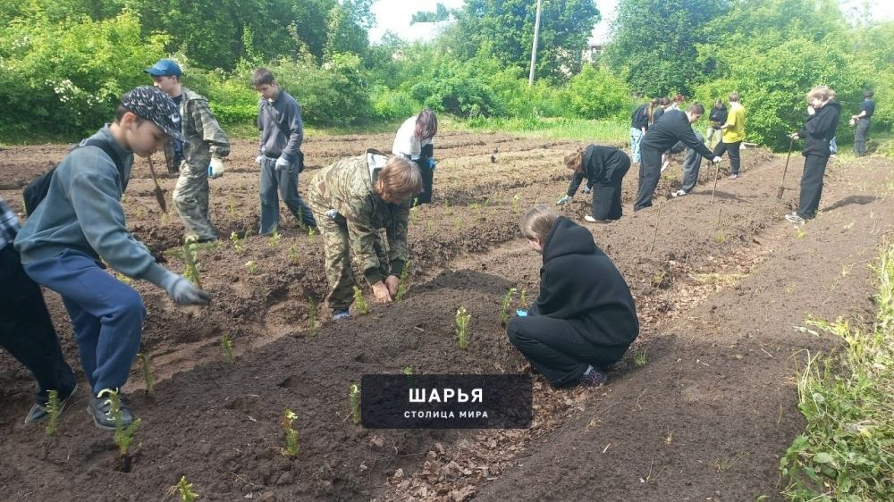 Шарьинская школа начала разрабатывать лесной питомник — Шарья — фото 3