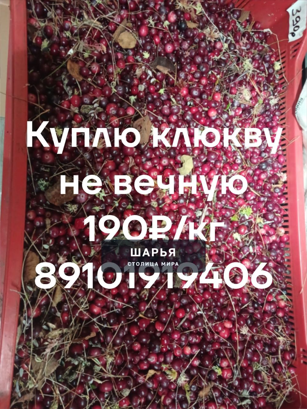 Куплю в Шарье клюкву чищеную и не чищеную, вопросы в л/с или по телефону — Шарья
