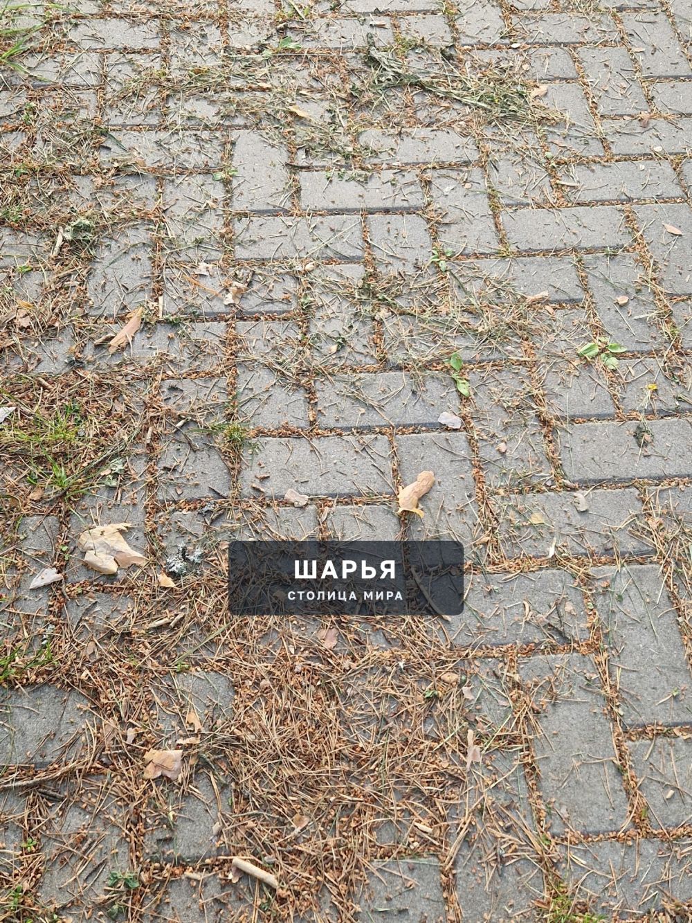 Скошено, но не убрано» — любимый стиль ландшафтного дизайна в парке горада Шарьи — Шарья