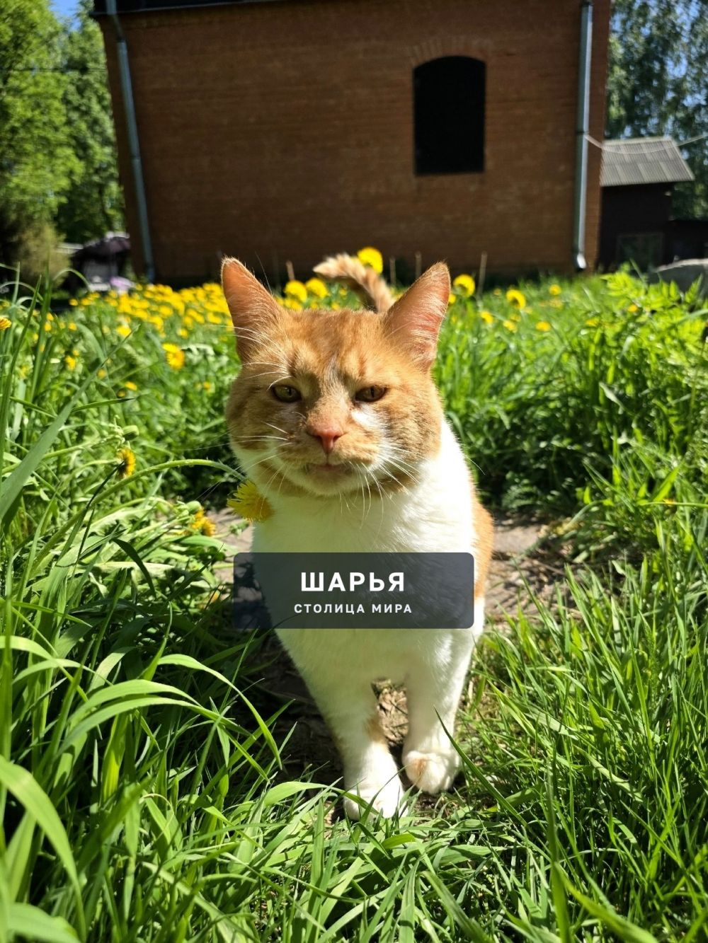 Кот Рыженос в поисках хорошего хозяина! — Шарья — фото 4