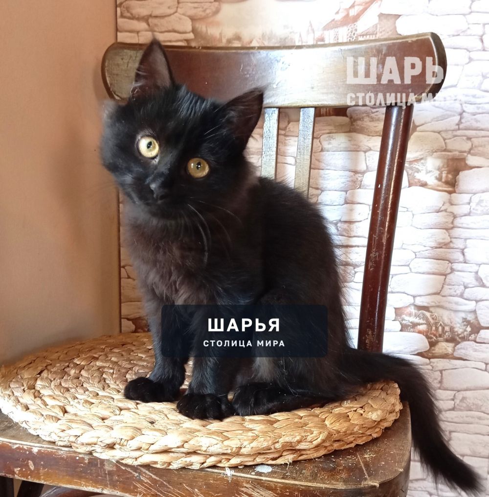 Очаровательный котёнок Митяй ищет дом! — Шарья — фото 4