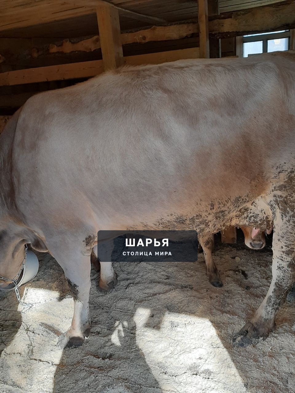 Ура!!! Корову хозяин нам отдал, мы увезли её в хорошие руки!!! — Шарья — фото 2