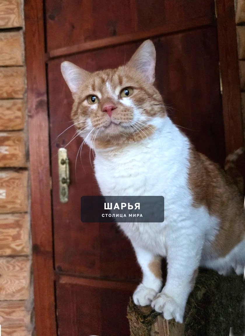 Кот Рыженос в поисках хорошего хозяина! — Шарья — фото 2