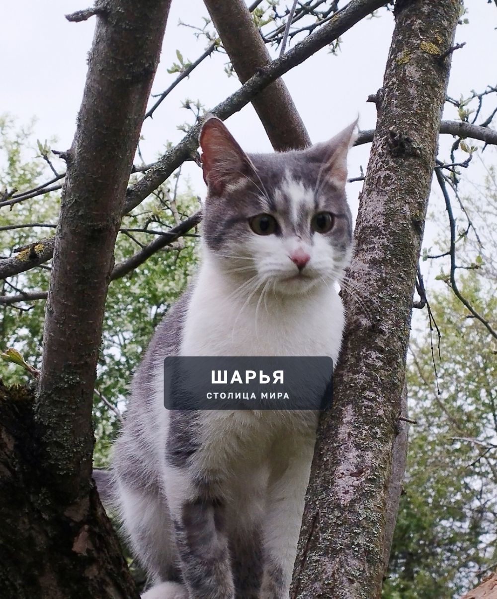 Котик Зайка — Шарья