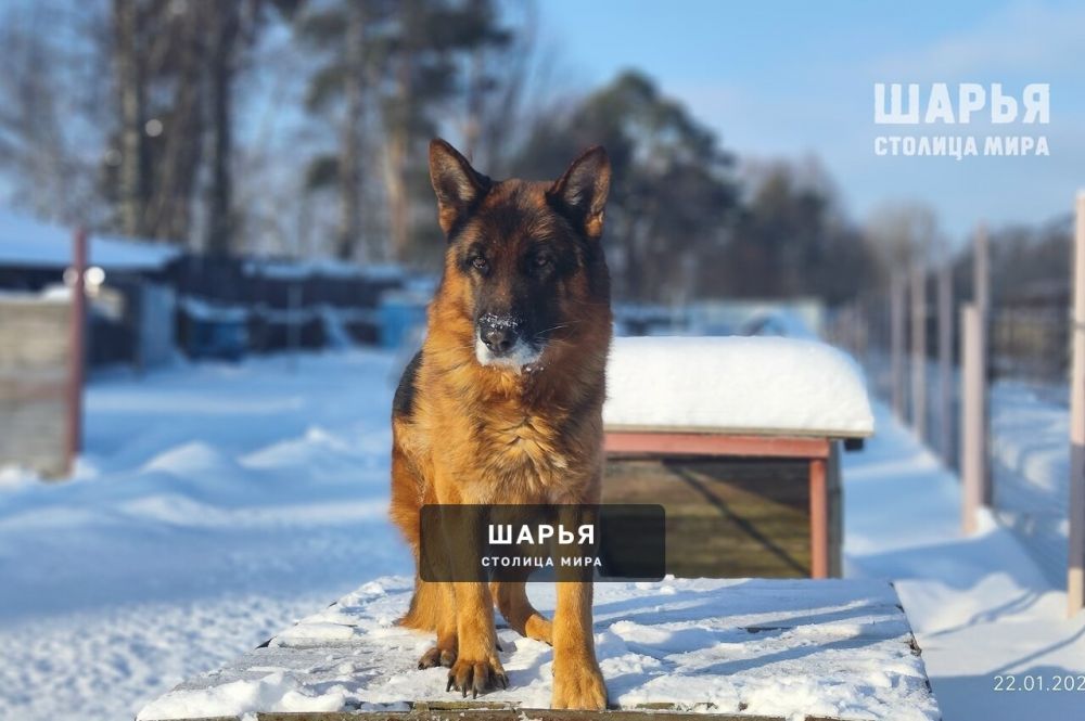Фокси и Урман ищут новый дом — Шарья